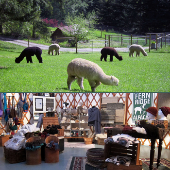 Fern Ridge Alpacas