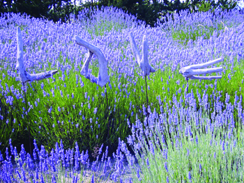 Lavendar Wind Farms
