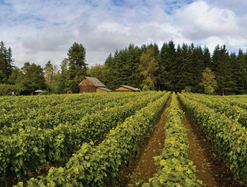Whidbey Island Vineyard and Winery